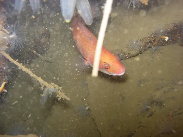 Supermarket chain EDEKA honored as Retailer of the Year 2025 with the MSC Award