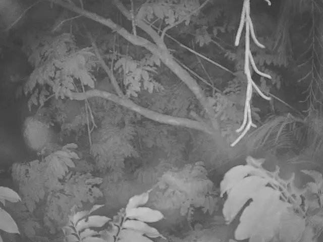 A tree in good health produces a resonant sound