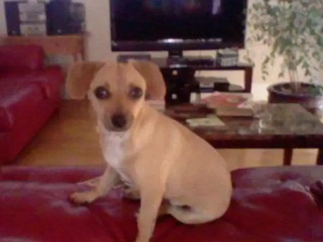 This is an inside view of a room. Here I can see a dog is sitting on a couch. On the left side...