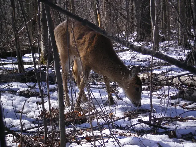 Here we can see an animal. On this surface there is a snow. Background there are dried trees.