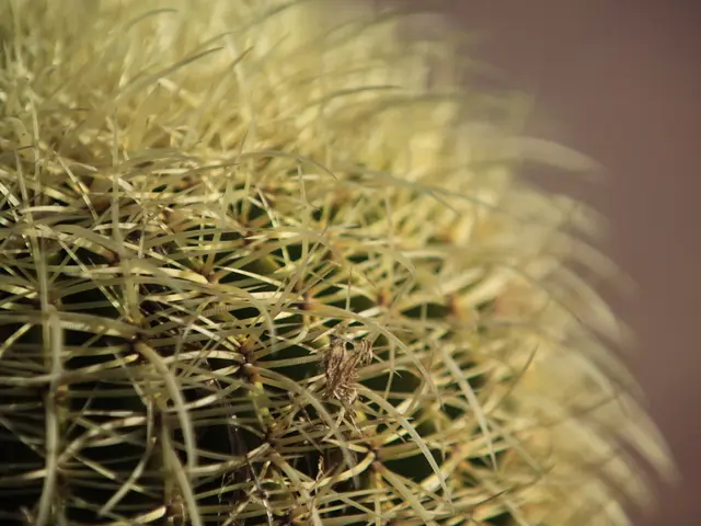 In this image there is a cactus plant.