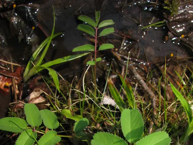 In the image,there are some leaves and dry grass on the land.